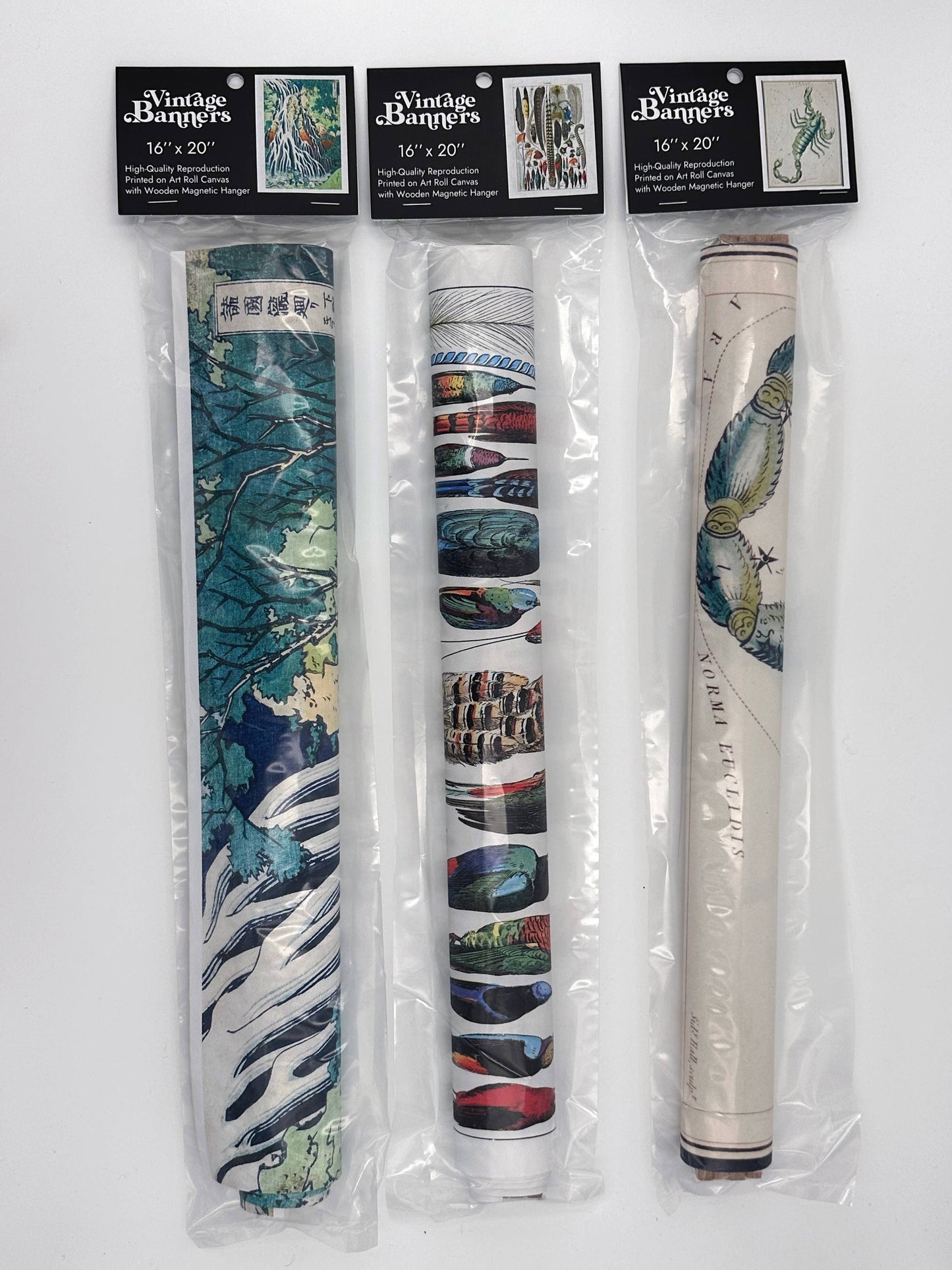 Sitting Cat - Jean Bernard - Scientific Art Prints