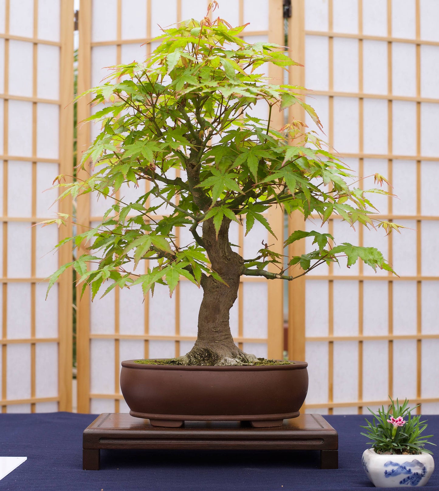 Bonsai Tree | White Design | Seed Grow Kit