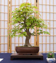 Load image into Gallery viewer, Bonsai Tree | White Design | Seed Grow Kit
