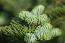 Load image into Gallery viewer, Living Christmas Tree | Seed Grow Kit
